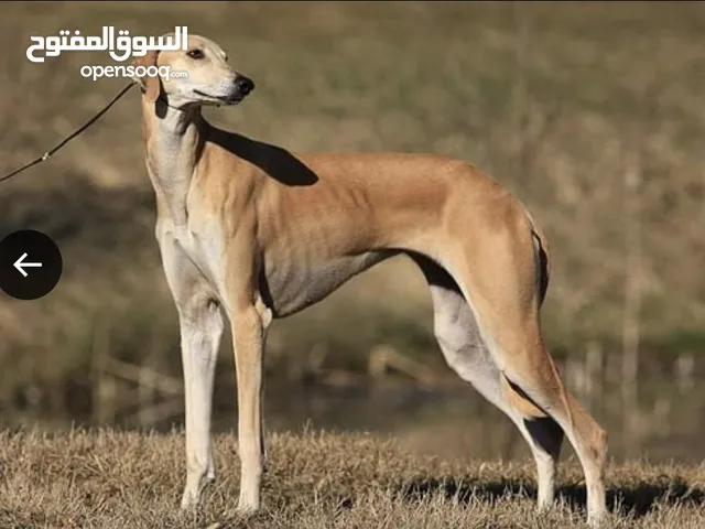 مطلوب كلب سلوقي للشراء او التبني