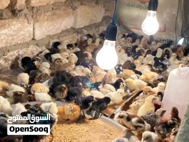 يتوفر يوم السبت