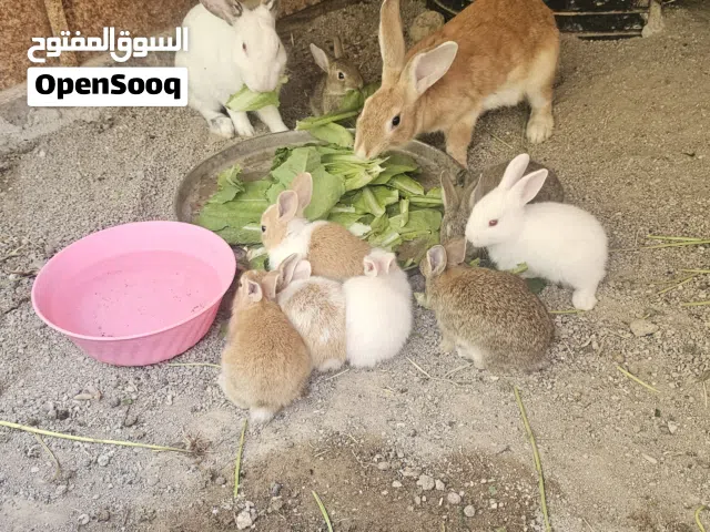 ارانب للبيع
