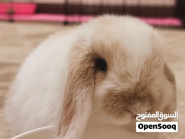 holland lop bunny ارنب هولد لوب
