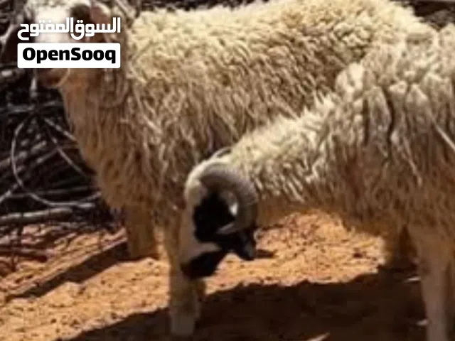 2 خرفان للبيع مشاء الله