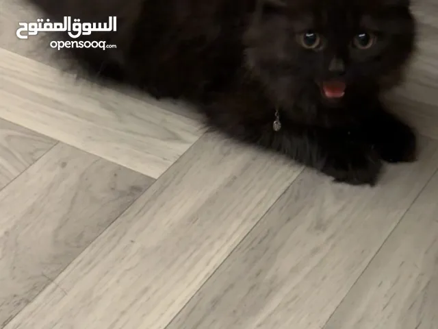 لتبني قطوه