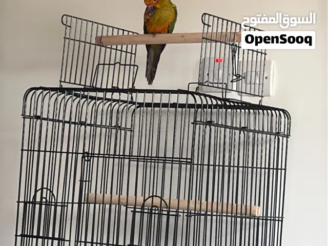 صن كنيور/Sun conure