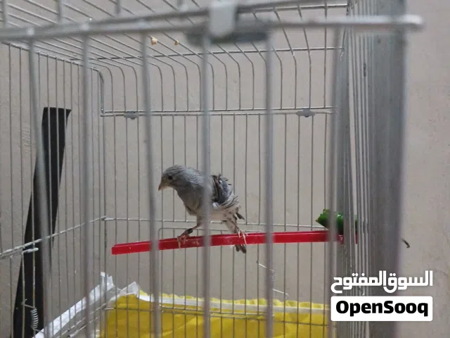 عصفور كناري لون سكني و اسود و مفتل   سعر قابل للتفاوض بشكل بسيط