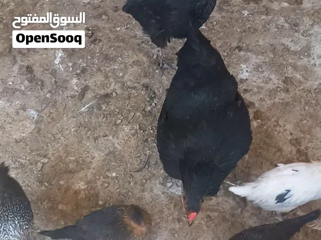 متاح جاج بلدي بياض 10 وديك  في مادبا
