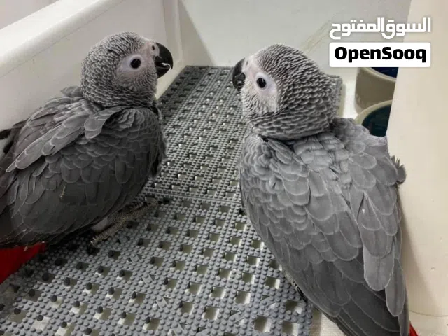 Talking African Grey Parrots
