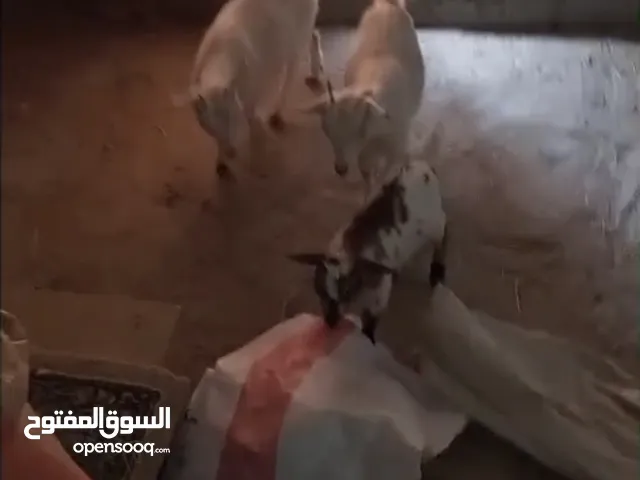 ماعز قزم جيكي