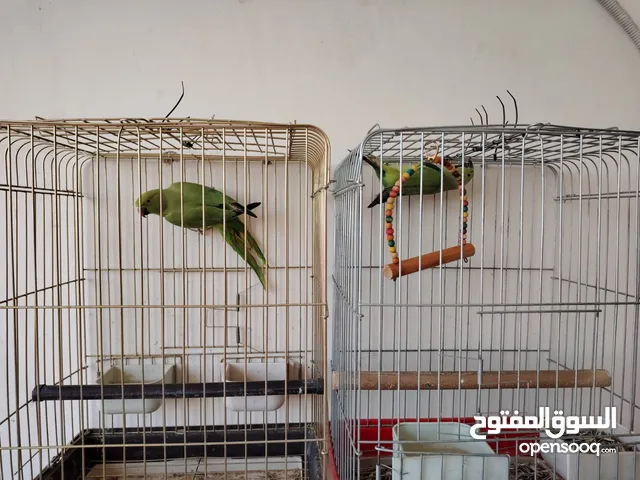 جوز ببغاء درة انثى هندي و ذكر افريقي مطوق اليف ، الأنثى عمرها 3 سنوات والذكر عمره سنتين ونص تقريبا