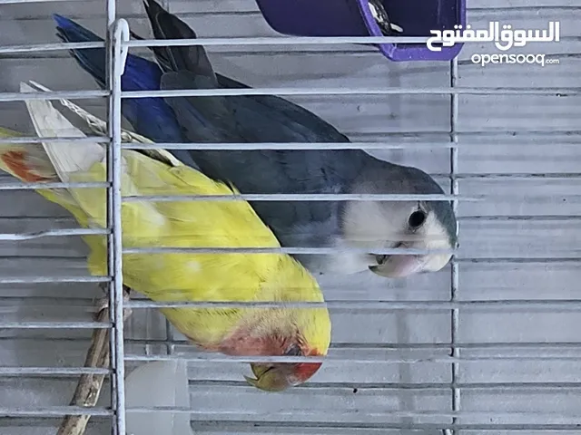 زوج قندوره روز