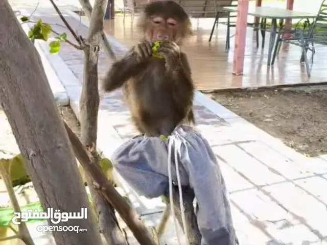 قرد بابون اليف للبيع
