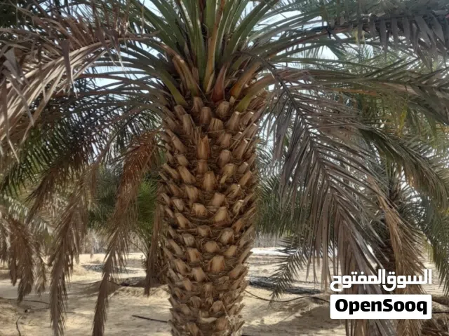 مزرعه للبيع في سيح الخير ليوا