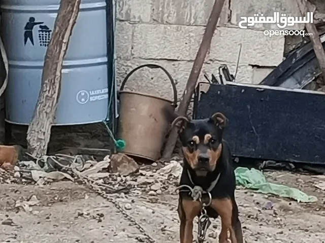 كلاب روت ويلر امريكي للبيع
