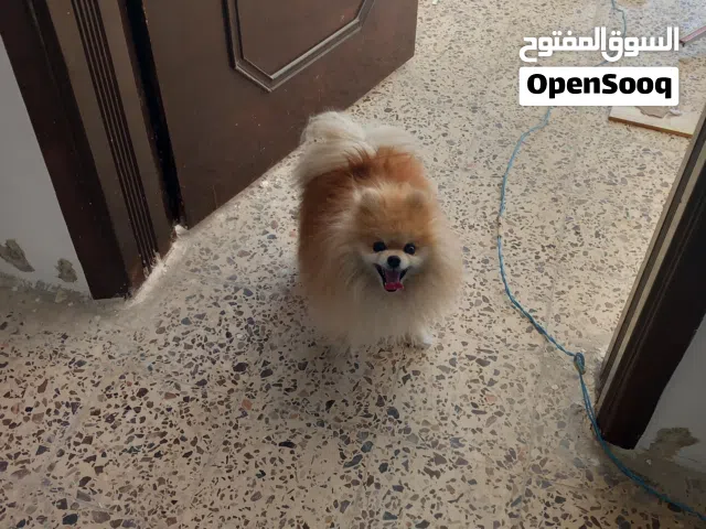 مطلوب كلب بومارينيان