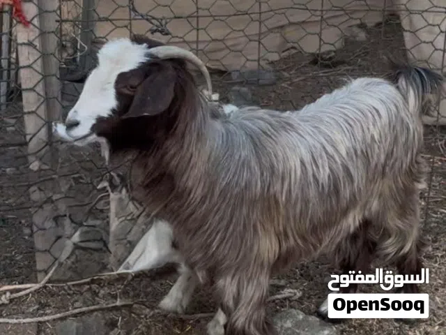 شاه سعيديه اصل