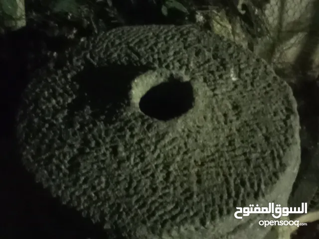 رحى طاحونه حبوب