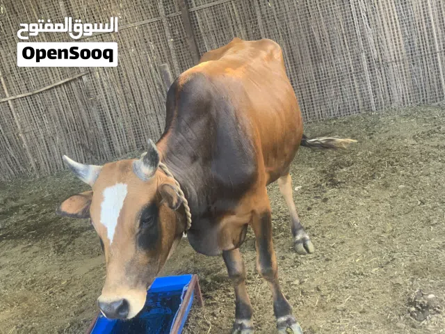 ثور عماني اصل سمين