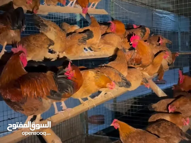 صيصان فرنسي لاحمر