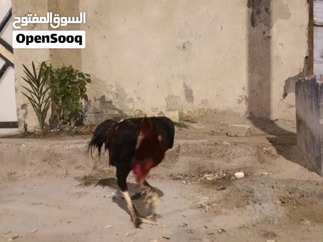 ديج هندي السرة 100