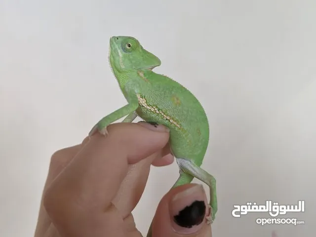 Chamos!! Catch the Colors: and get Healthy Vibrant Friendly Perfect, Hand-Trained Chameleons Await!