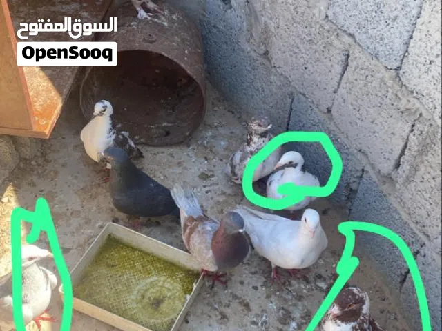 في 3 حمام زاجل