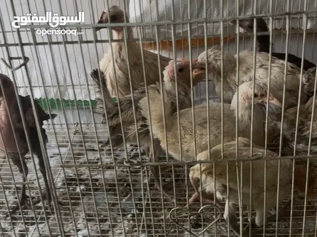 للبيع دجاجة الحبه بدينار ونصف