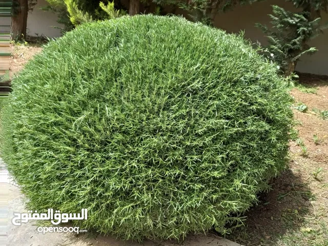 تقليم وقص اشجار