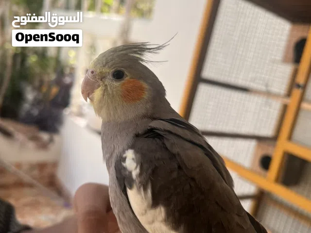 بغبغاء كوكتيل للبيع