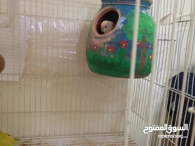 جوز بادجي مع أطفاله 3