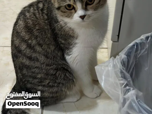 للتبني برتش شورت هير العمر سنه و شهرين