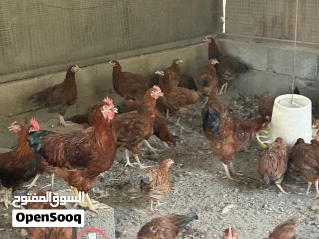 دجاج فرنسي بيور