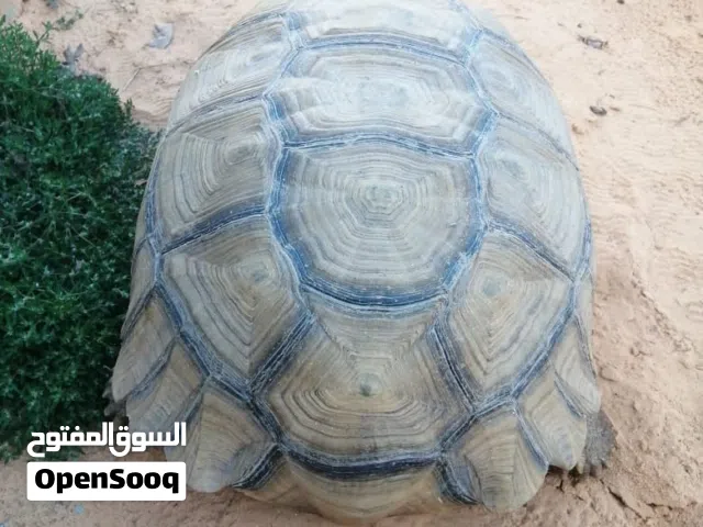 سلحفاء بريه نوع نادر