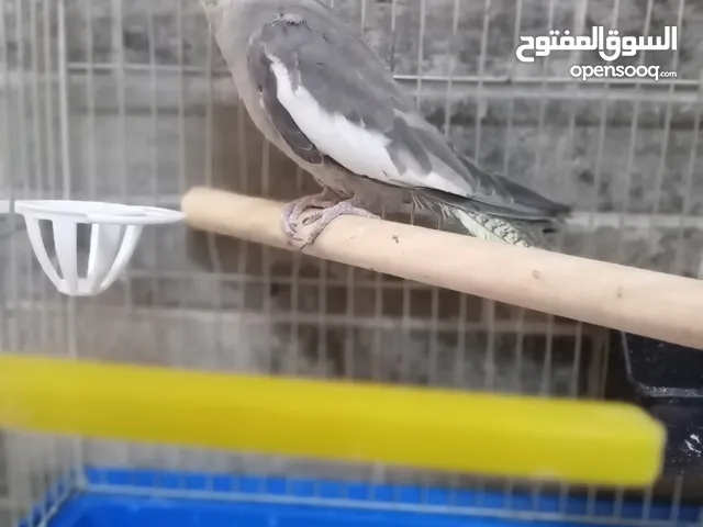 ببغاء كوكتيل أنثى اليف بدون قفص