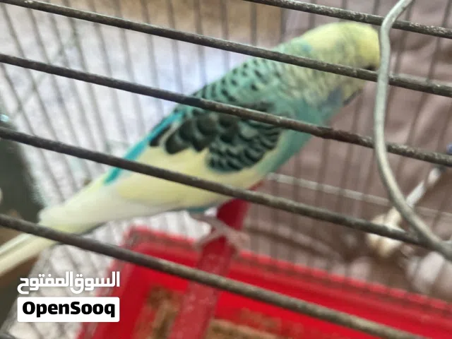 جوز حب شغالات و الطيرة معبية للبيع الطيرة البينو عين حمرة