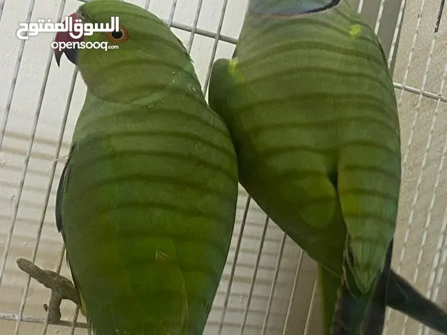 Green ringneck pair breeder pair healthy and active breeder pair male and female