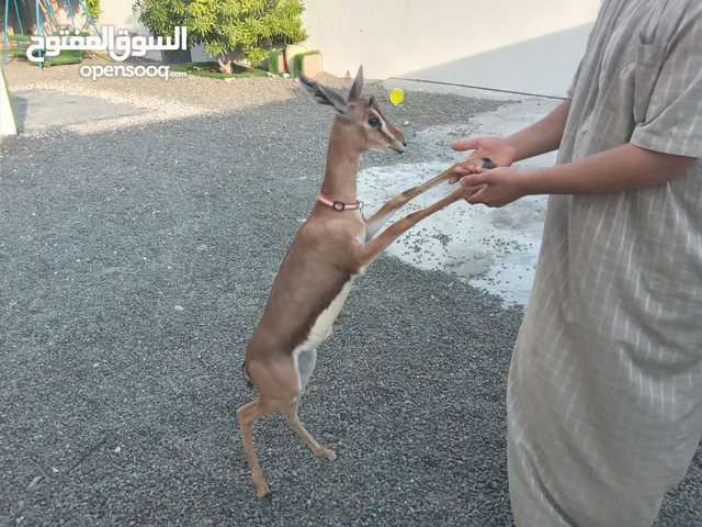 ذكر غزال الديماني اليف جدا