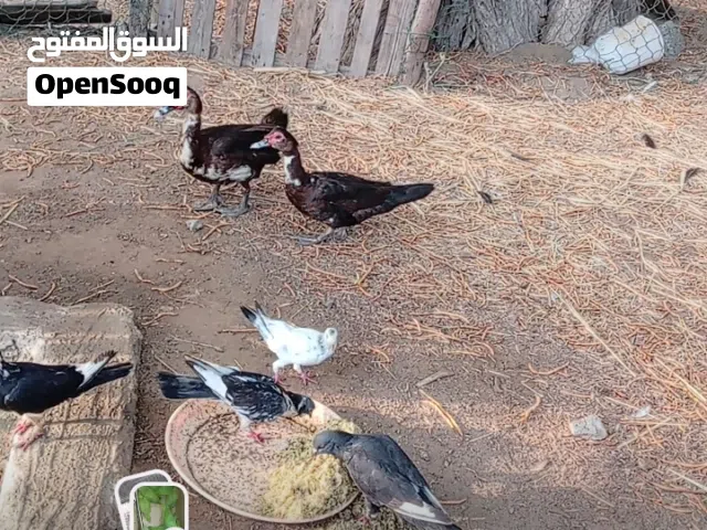 البيع بط ذكور وناث توصل على الواتس اب