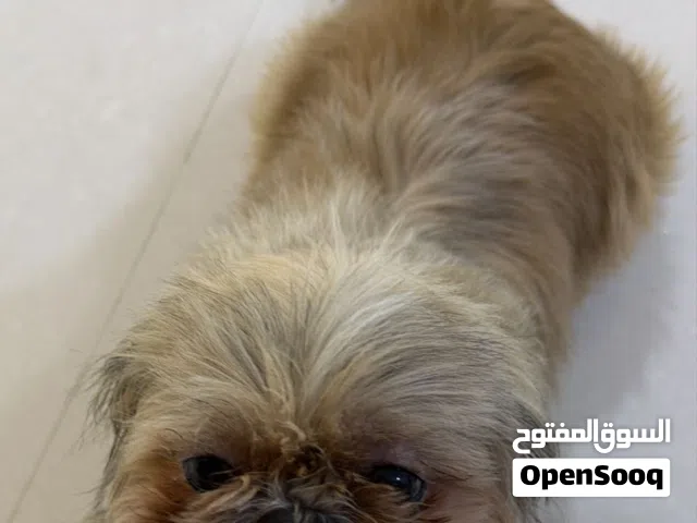 كلبة الشيتزو