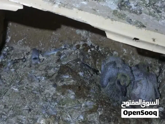 حمام بلدي للبيع