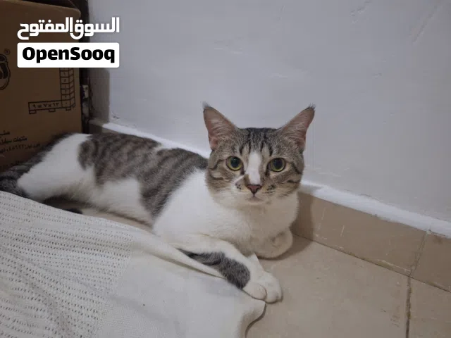 سنور ذكر للتبني ببلاش