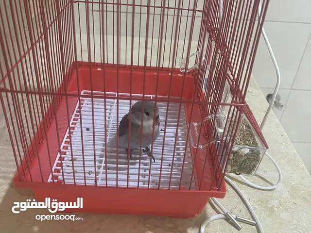 طيور للبيع في محافظة بدر