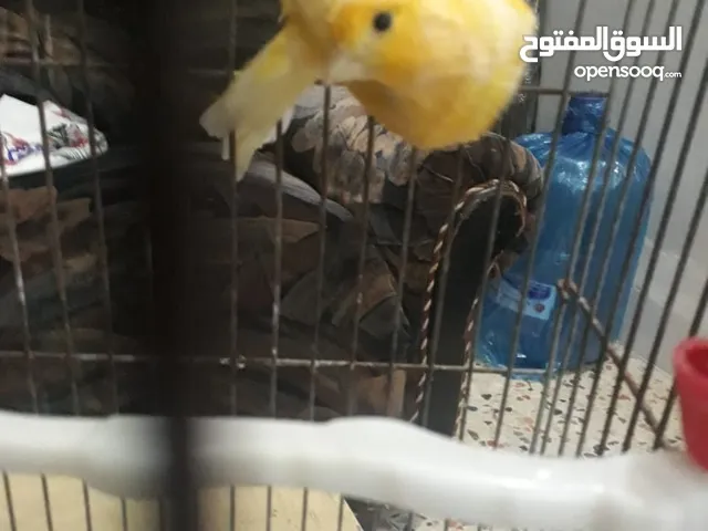 فحلين كنار
