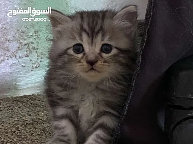 قطط اناث وذكور شانشيلا للبيع بسعر مغري جدًا في اربد