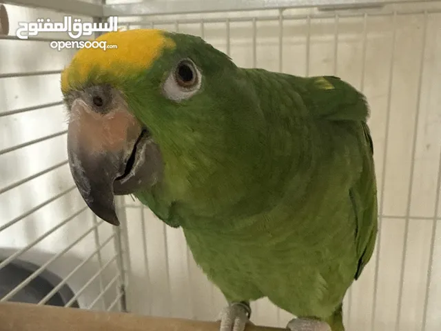 ببغاء أمازون يلو كراون للبيع