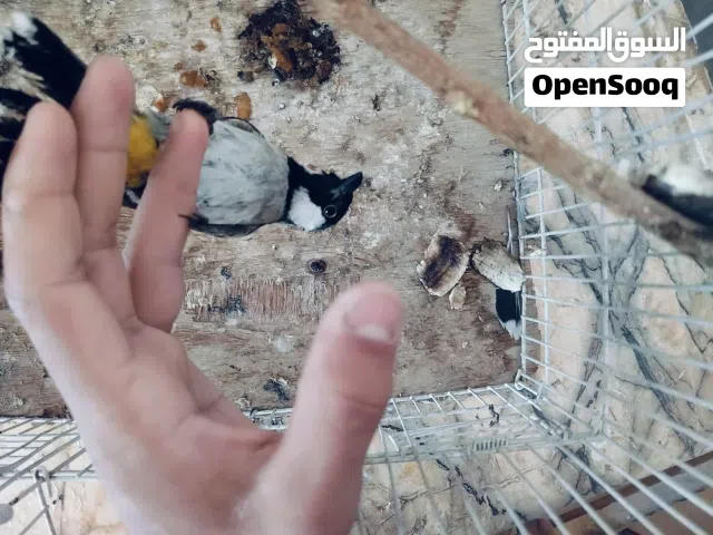 زوج بلابل البيع