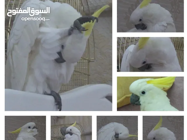 كوكاتو كرستد