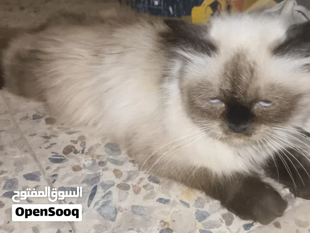 قطه البيع العنوان البصره شط العرب