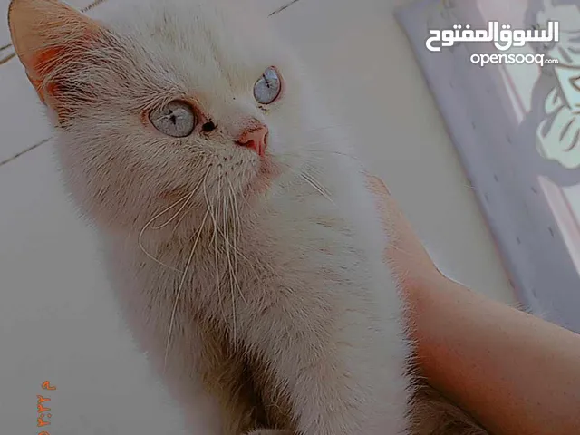 هملايا اورنج مطعمه توب نضافه متعودة عاللتر بوكس اكل بيت ودراي فود ...