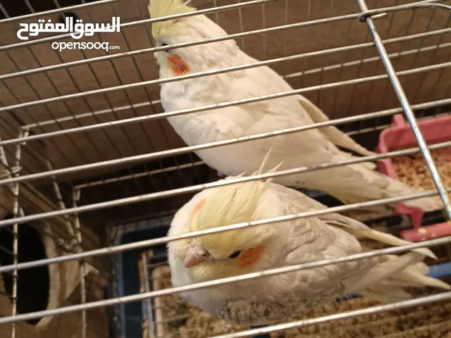 كوكتيل مييز للبيع زوج