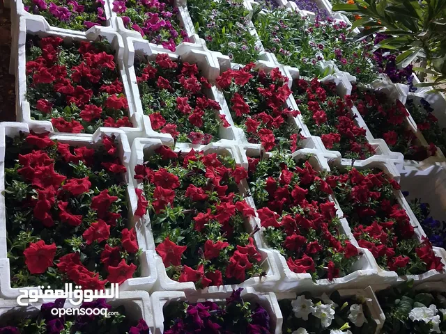 موسسه أشجار وزهور