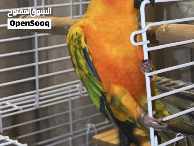 صن كنيور اليف